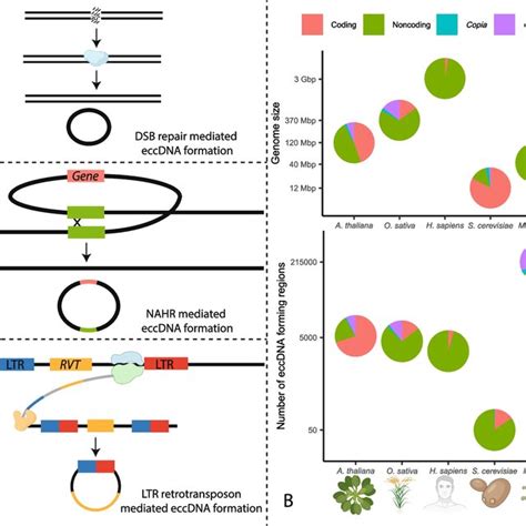 Comparison Of Eccdna Formation In M Oryzae And Other Organisms A