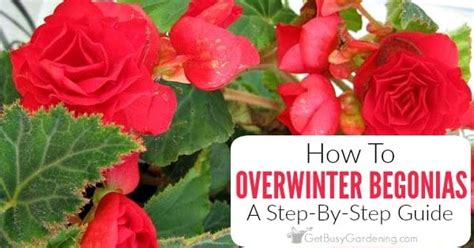 Overwintering Begonias How To Overwinter Tuberous Begonia Indoors