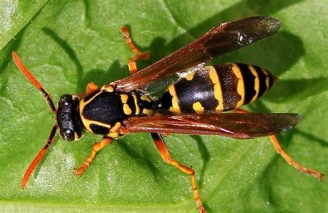 Asian And Australian Paper Wasps