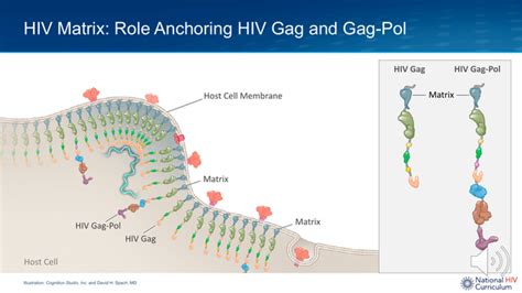 Presentation Mini Lecture: Introduction to the Biology of HIV-1