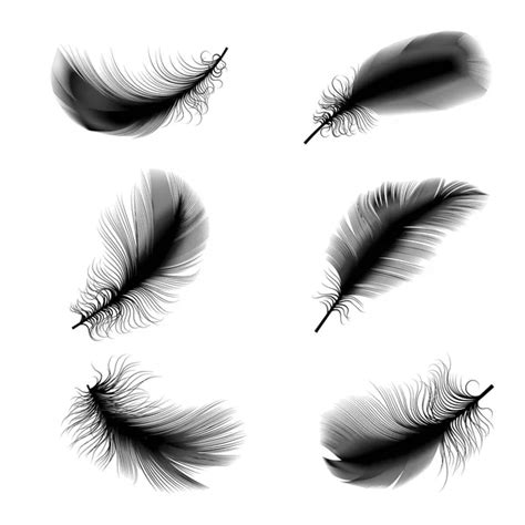 A Set Of Feathers Stock Vector Roman Sher