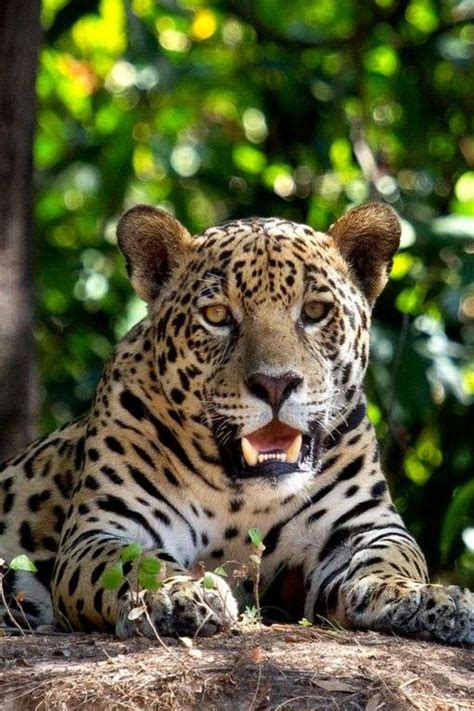 Jaguar du Pantanal Large Cats, Big Cats, Wild Kingdom, Majestic Animals ...