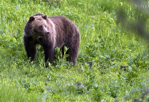 Grizzly Bears In The North Cascades Feds Release Plan To Restore