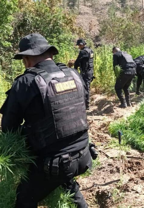 Erradican Matas De Marihuana Valoradas En Q Millones