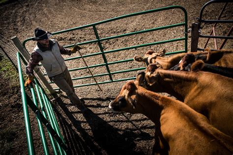 Its Time To Sell Off Federal Grazing Lands To American Ranchers Newsweek