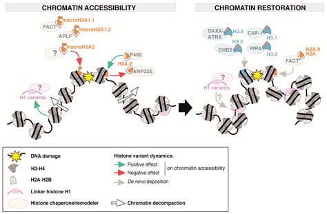 Cells Free Full Text Histone Variants Guardians Of Genome Integrity