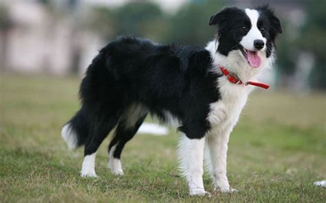 Are Border Collies Really The Most Intelligent Dogs