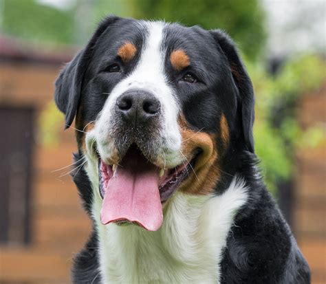 Der Große Schweizer Sennenhund im Rasseportrait HUNTER Magazin