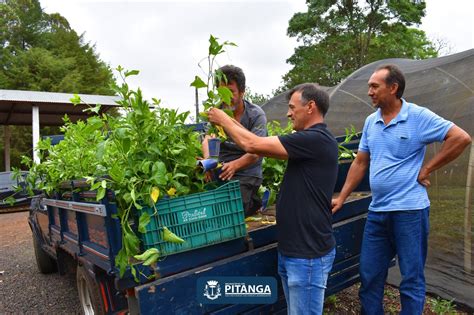 Entrega de mudas de maracujá aos produtores rurais Prefeitura de Pitanga