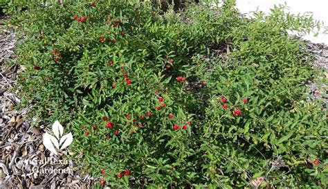 Dwarf Barbados Cherry Malpighia Glabra ‘nana More Groundcover Than