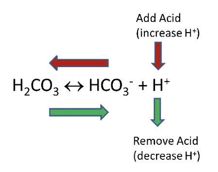 Fluid Electrolytes Acid Base Imbalance Flashcards Quizlet