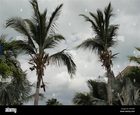 Palm Trees In Turks And Caicos Stock Photo Alamy