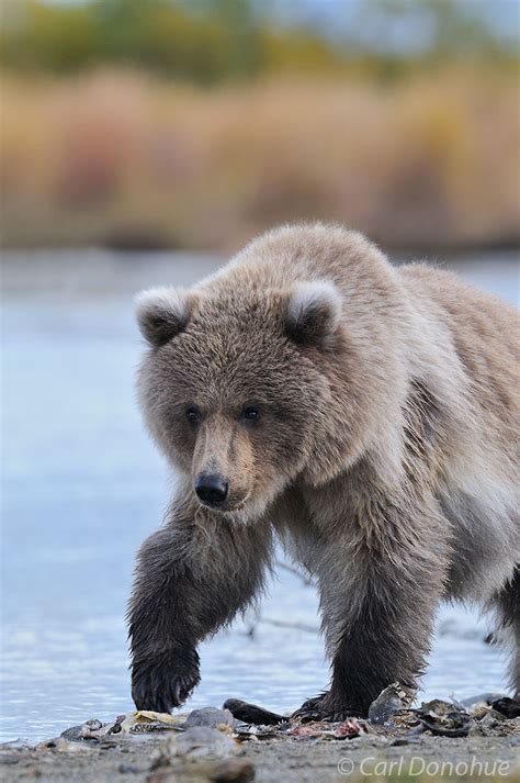 Grizzly bear cub. | Katmai National Park and Preserve | Carl Donohue ...