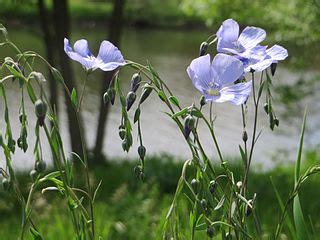 Noms Des Plantes Et Fleurs Du Pays Basque 1931 Bilketa