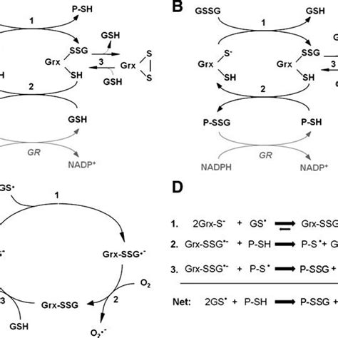 A Catalytic Mechanism Of Deglutathionylation By Human Glutaredoxins