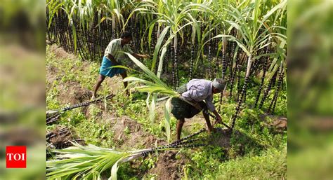 Sugarcane cultivation leaves bitter aftertaste | Chennai News - Times ...