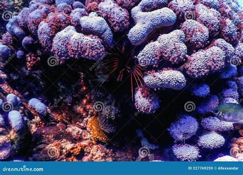 Hiding Lionfish Venomous Coral Reef Fish Invasive Species Pterois