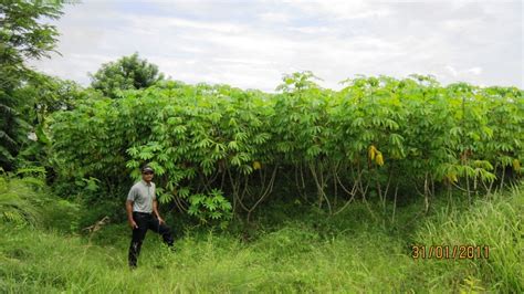 PT GREAT BIG CASSAVA High Yield Cassava Variety By Bambang Danardono