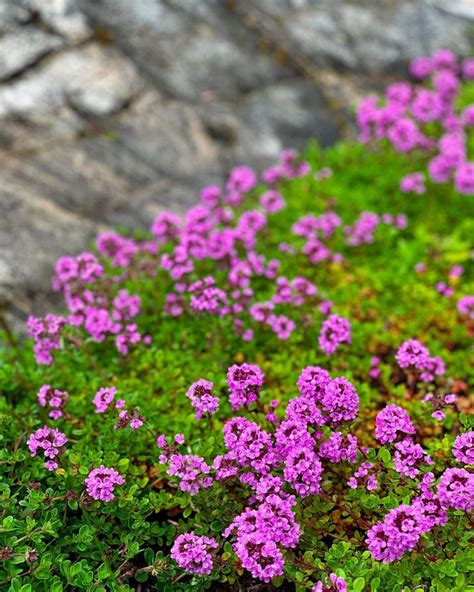 Timing Is Everything When To Plant Creeping Thyme