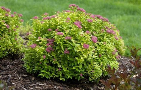 Spirea ‘double Play Gold’ Morden Nurseries And Garden Centre