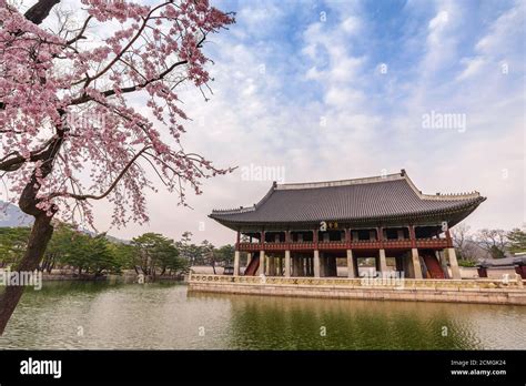 Gyeongbokgung palace cherry blossom hi-res stock photography and images ...