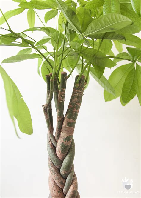 how to care for a pachira plant 1