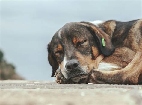 Perth Dog Disease Prevention Tips - Danzalin