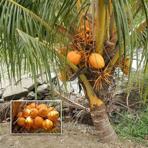 Coconut Tree Thengu D X T Orange Dwarf Hybrid Seedling Greens Of