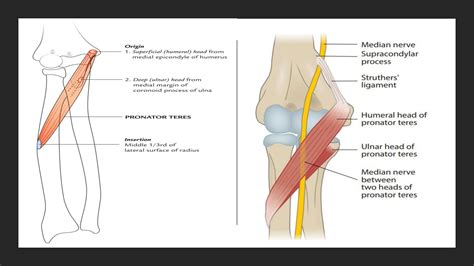 SOLUTION Anatomy Anterior Forearm Muscles Studypool