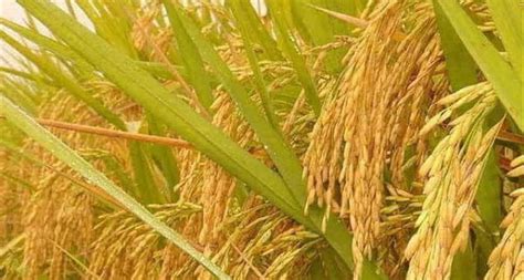 Golden Rice: The GMO crop loved by humanitarians, opposed by Greenpeace ...