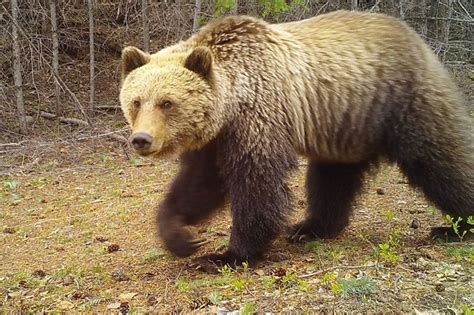 Grizzly bear attacks woman planting trees in Canada park - Breaking News