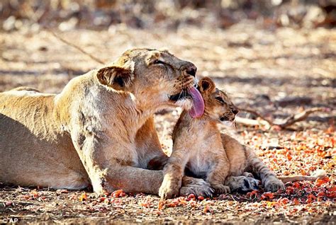 Good News For Gir Lions As Numbers Rise By A Quarter Daily Mail Online