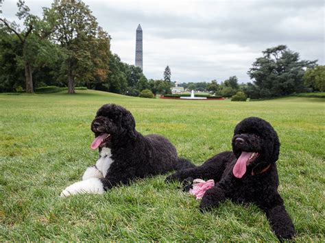 Obamas' New Pet: 5 Facts About the Portuguese Water Dog