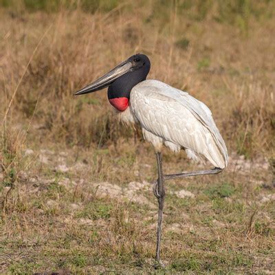 Jabiru (Jabiru mycteria) :: BirdWeather