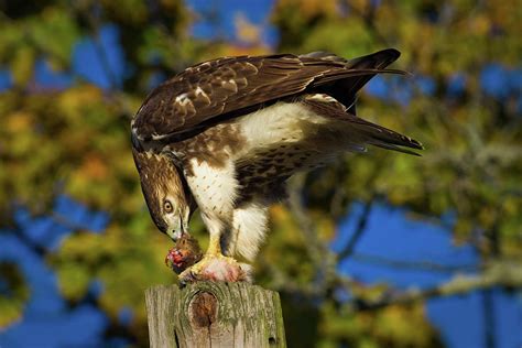 Red Tailed Hawk Eating Prey Standing Photograph By Animal Images Pixels