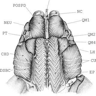 Dorsal View Of The Chondrocranium Mandibular Hyoid And Branchial