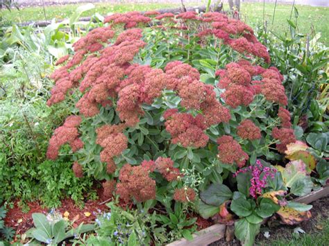 Gardens By Helen Spectacular Sedum Sedum Spectabile