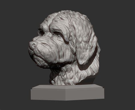 Stl File Goldendoodle Bust 👤・3d Printing Design To Download・cults