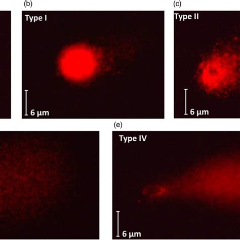 Levels Of Dna Damage On Hepg2 Cells After Exposure To Indaziflam