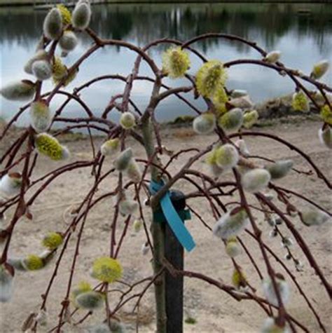 Weeping Pussy Willow Sooner Plant Farm