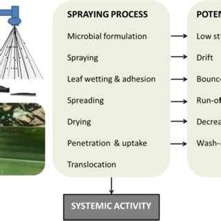 Concepts And Applications Of Foliar Spray For Microbial Inoculants