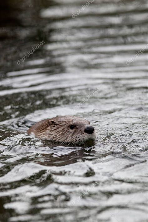 Nutria Europea Lutra Lutra Tambi N Conocida Como Nutria Euroasi Tica