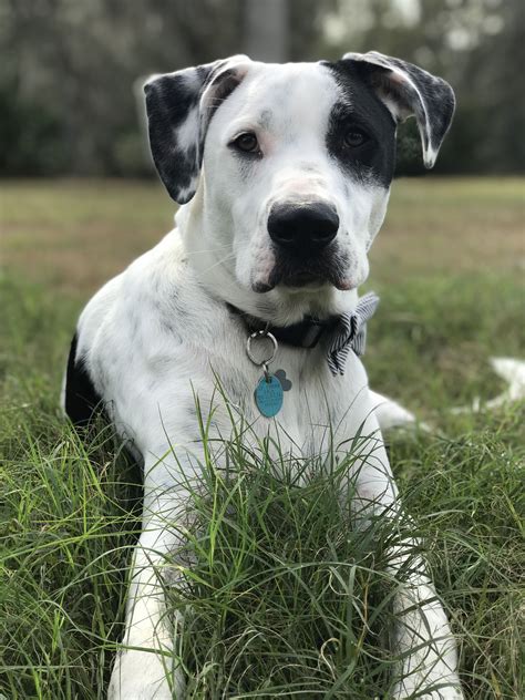 Springer Spaniel Pitbull Mix Puppies