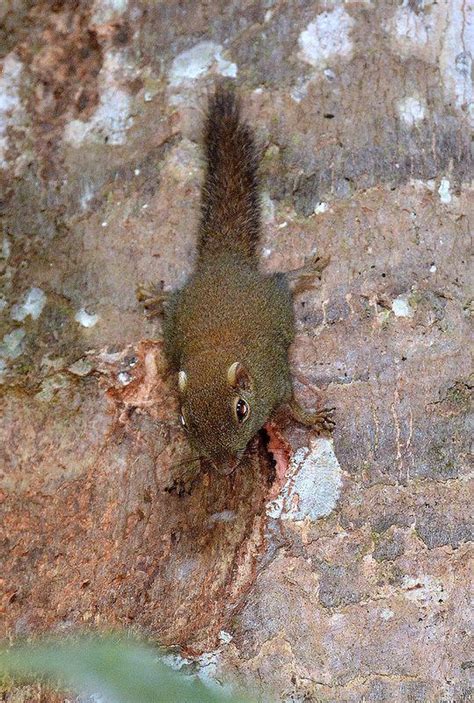 Least pygmy squirrel - Alchetron, The Free Social Encyclopedia