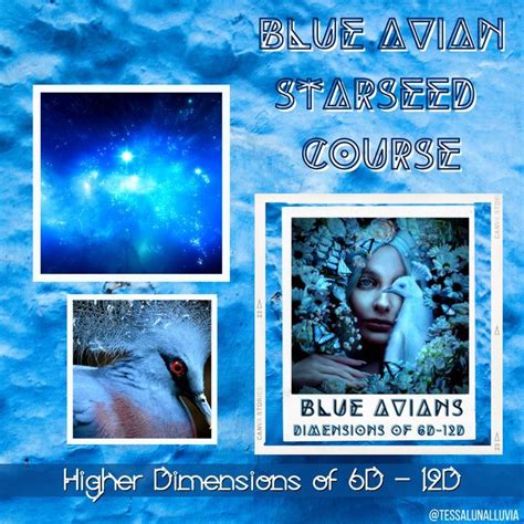 Are You A Blue Avian Starseed Blue Avian Starseed Course Step