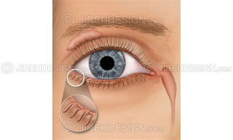 Meibomian Glands Illustrated An0051