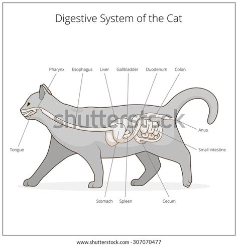 Digestive System Cat Vector Illustration Stock Vector (Royalty Free ...