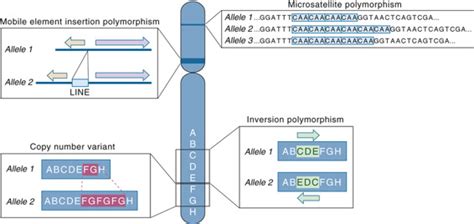 Variation And Polymorphism In DNA Basicmedical Key