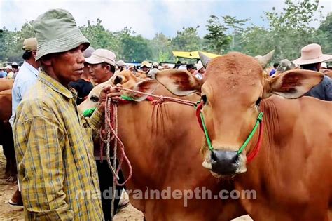 Jelang Idul Adha 2023 Disnak Bangkalan Terbitkan SKKHK Maduraindepth