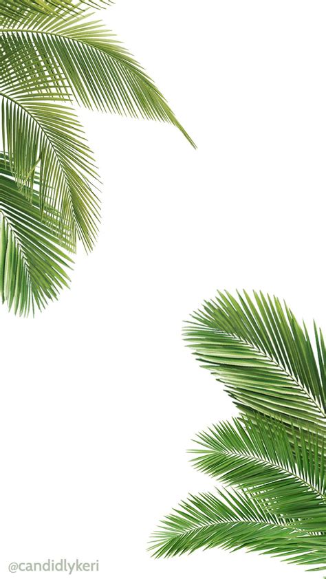 Palm Tree Backgrounds Wallpaper Cave